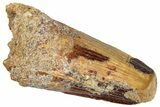 Fossil Spinosaurus Tooth - Feeding Worn Tip #296564-1